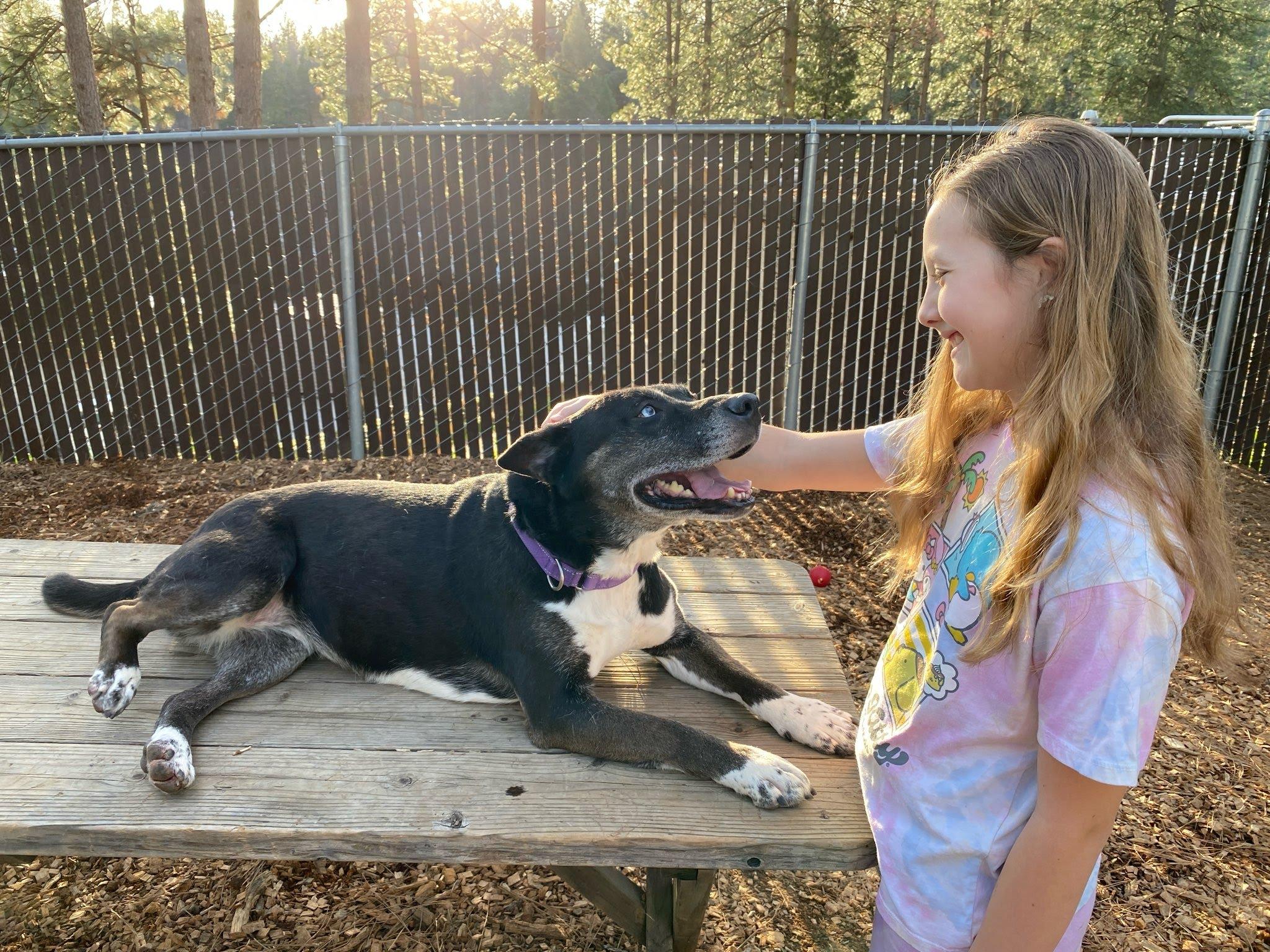 Bella, the beauty!, a Adoptable mixed breed in Grass Valley, CA image 5/6