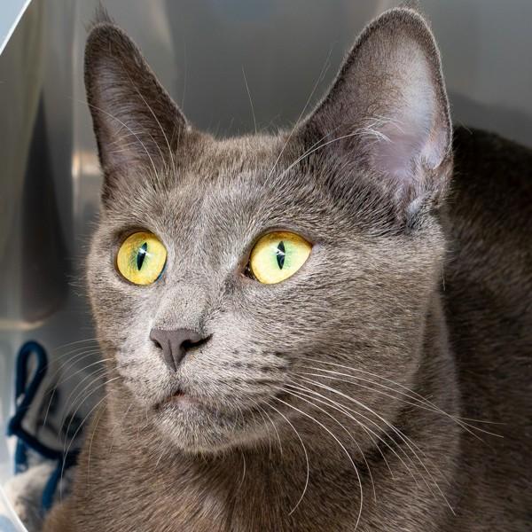 Lucy, Adoptable, Adult Female Domestic Short Hair.