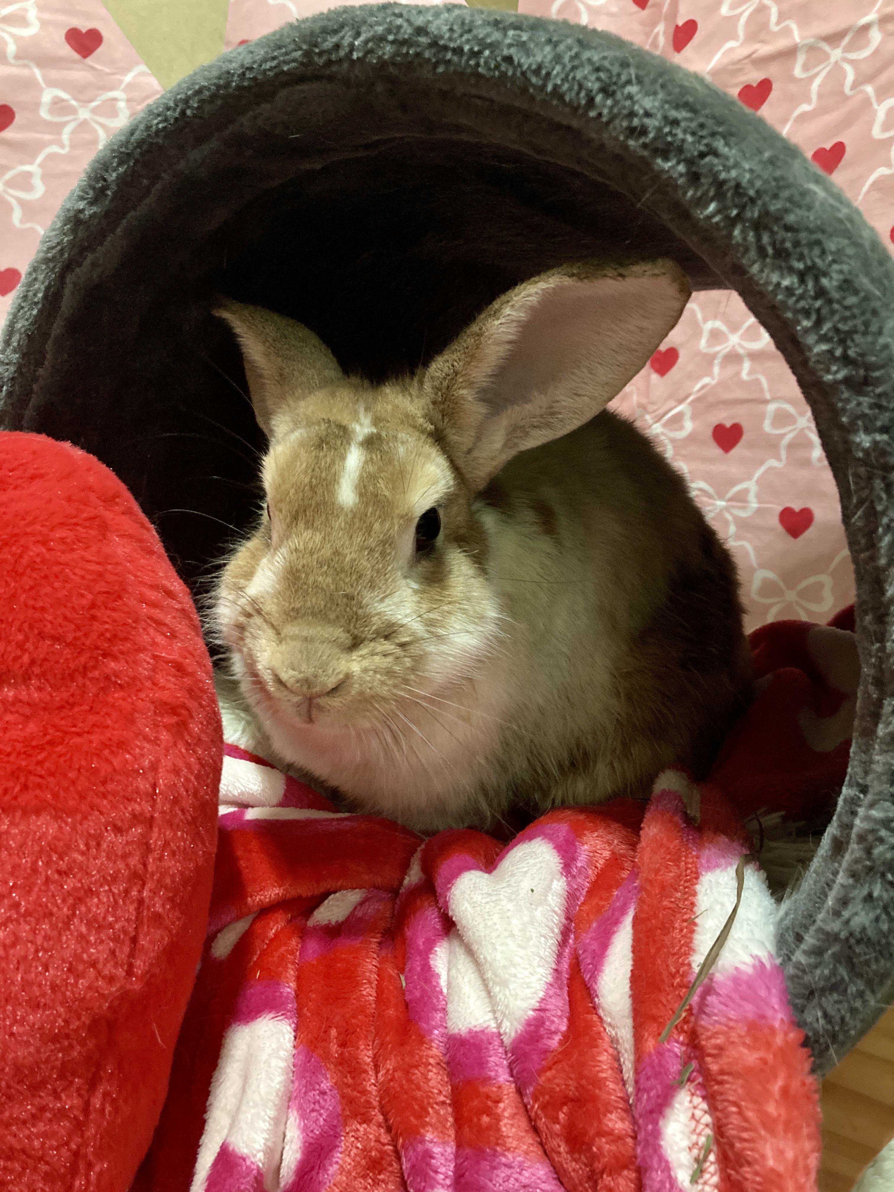 Enlarge Barbara, a Adoptable mixed breed in Little Rock, AR image 3/6