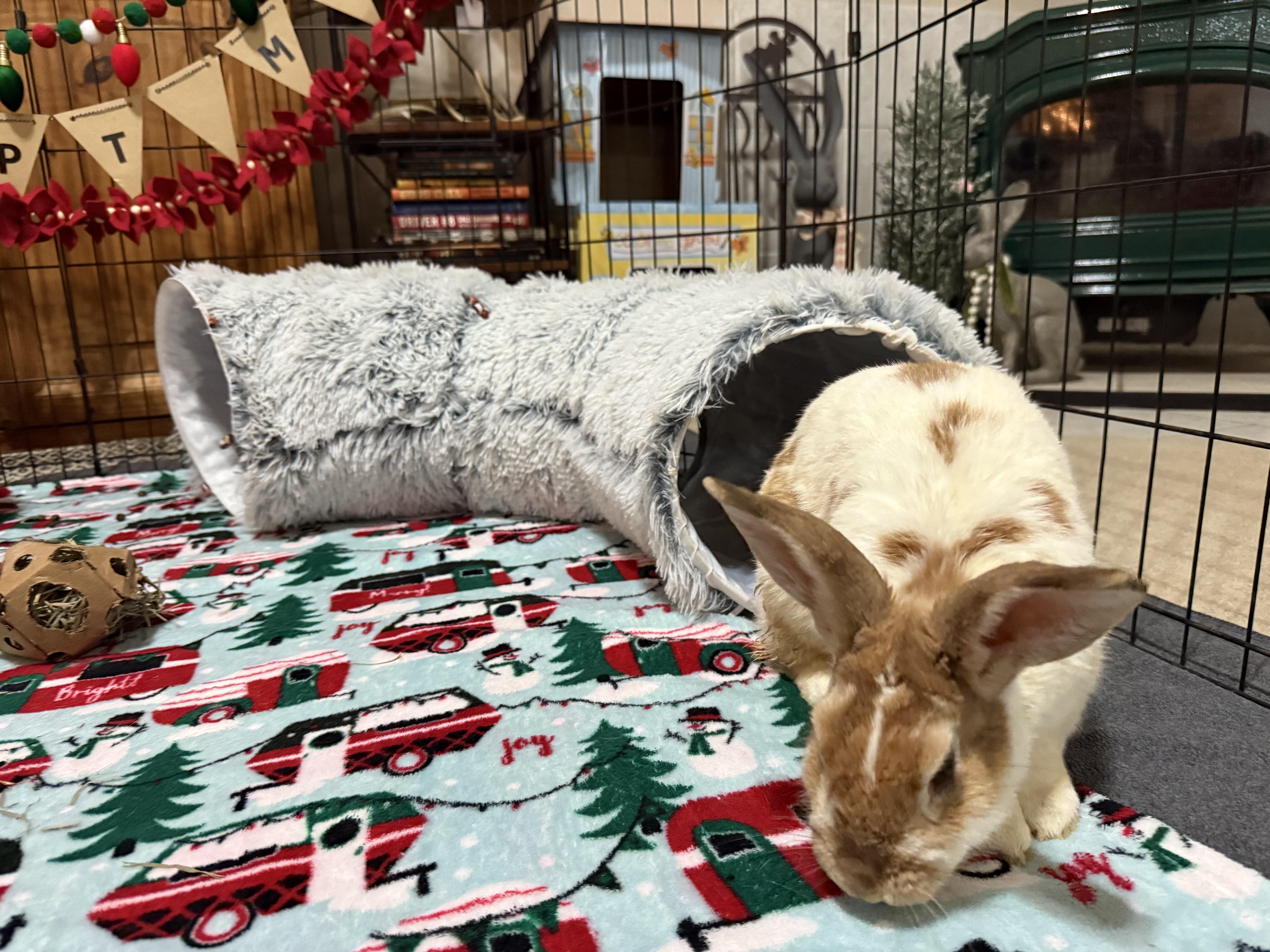 Enlarge Barbara, a Adoptable mixed breed in Little Rock, AR image 1/5