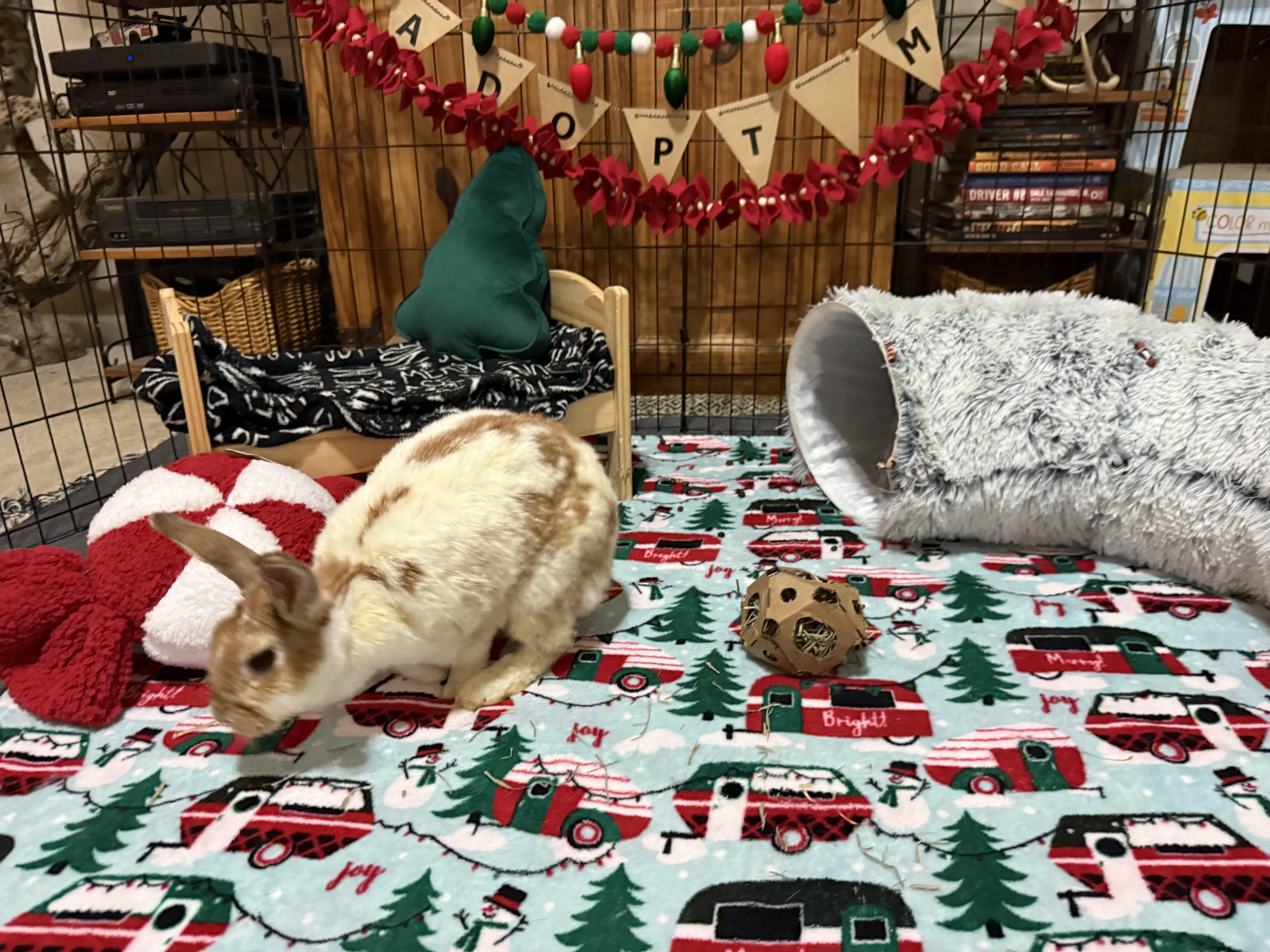 Enlarge Barbara, a Adoptable mixed breed in Little Rock, AR image 2/5