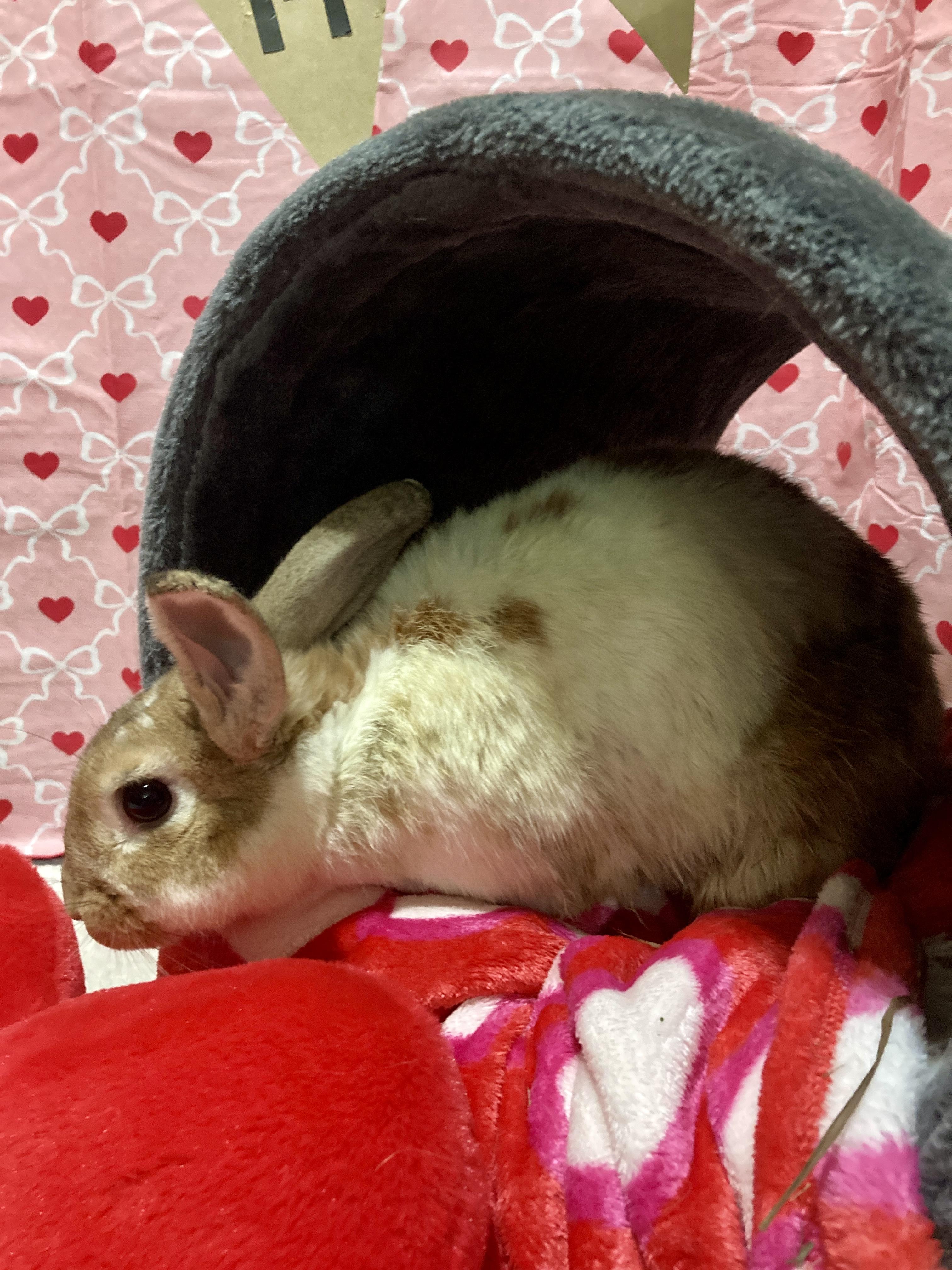 Enlarge Barbara, a Adoptable mixed breed in Little Rock, AR image 1/6