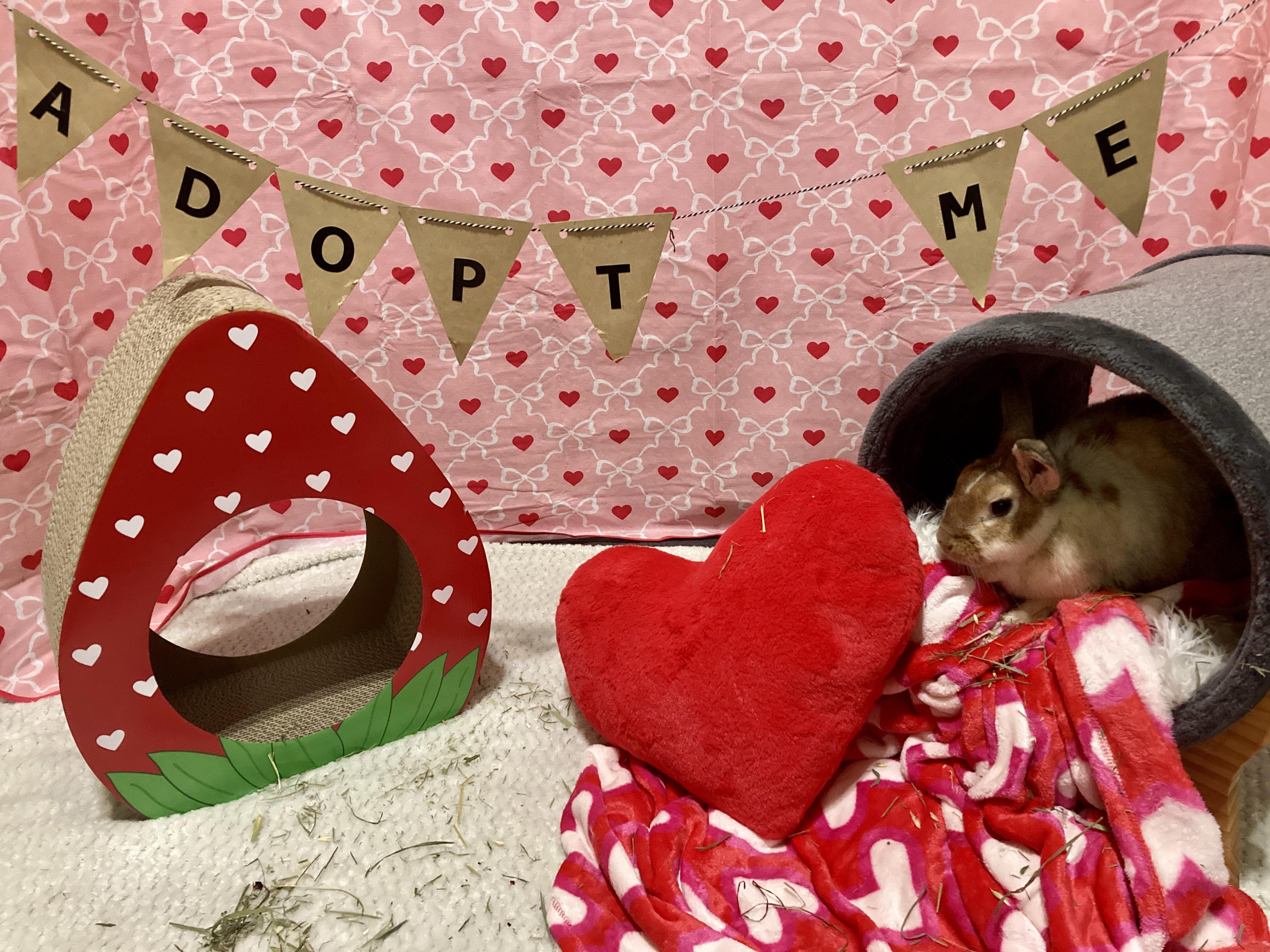 Enlarge Barbara, a Adoptable mixed breed in Little Rock, AR image 5/6