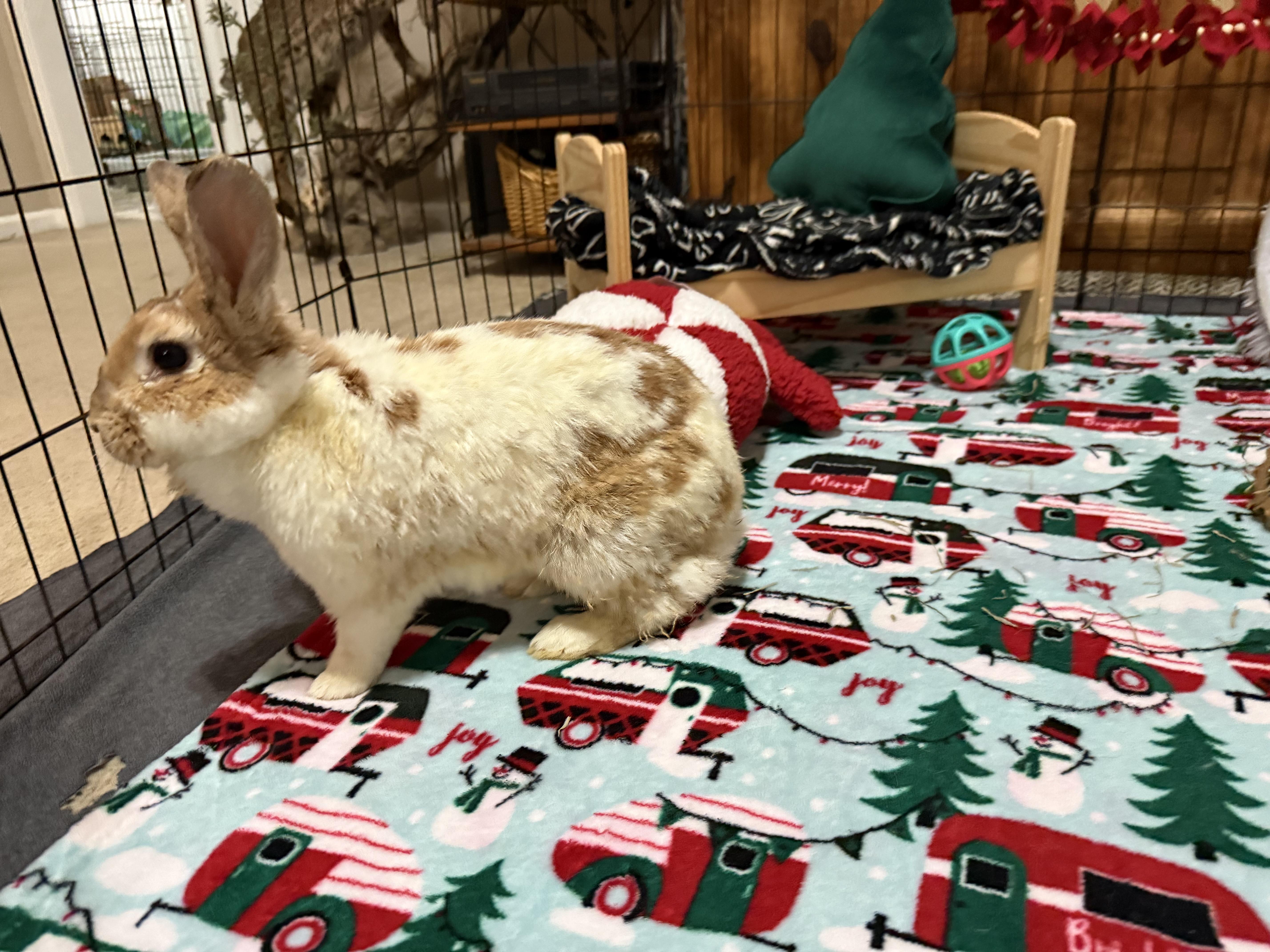 Enlarge Barbara, a Adoptable mixed breed in Little Rock, AR image 3/5