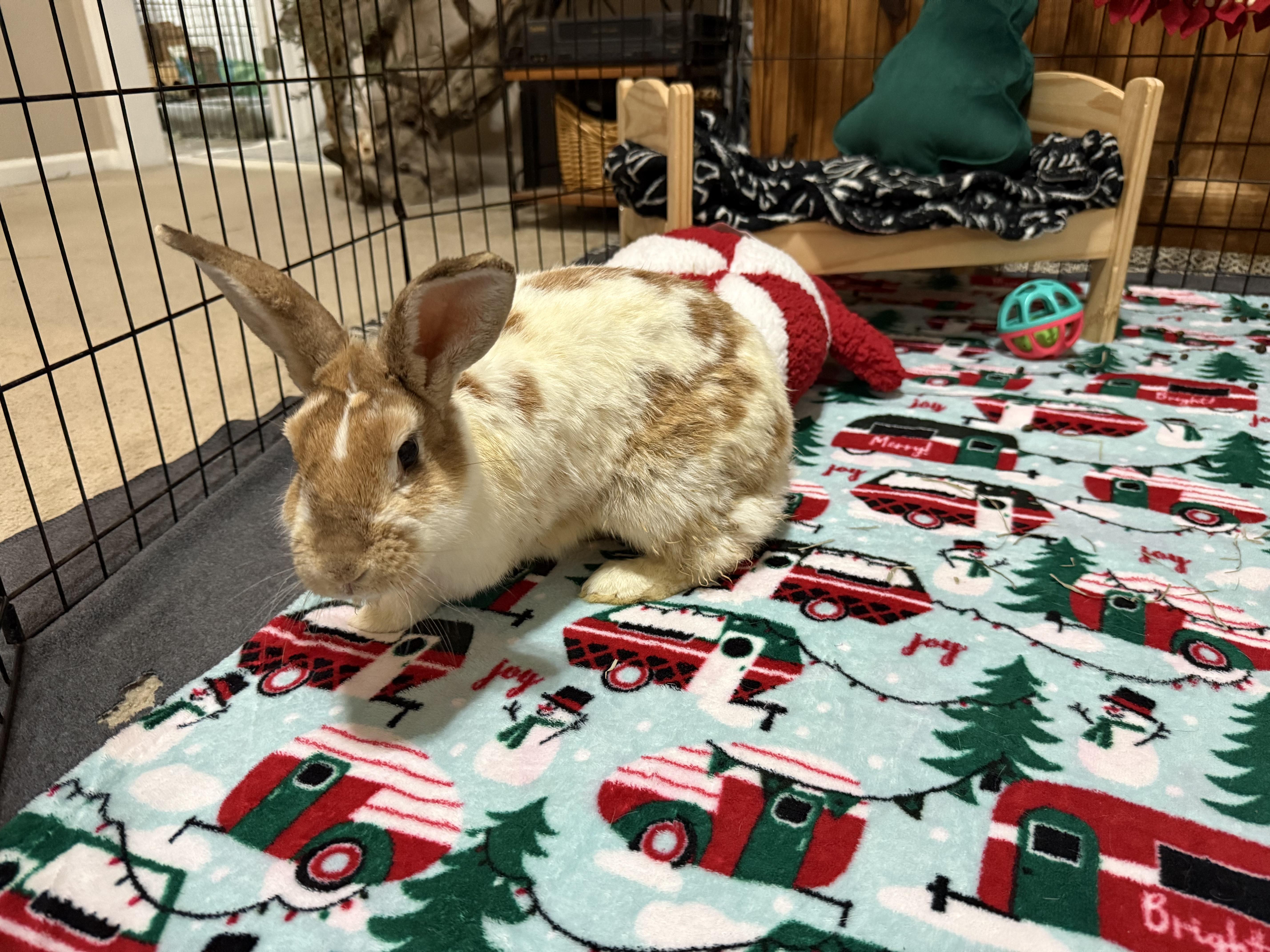 Barbara, Adoptable, Adult Female New Zealand & Rex.