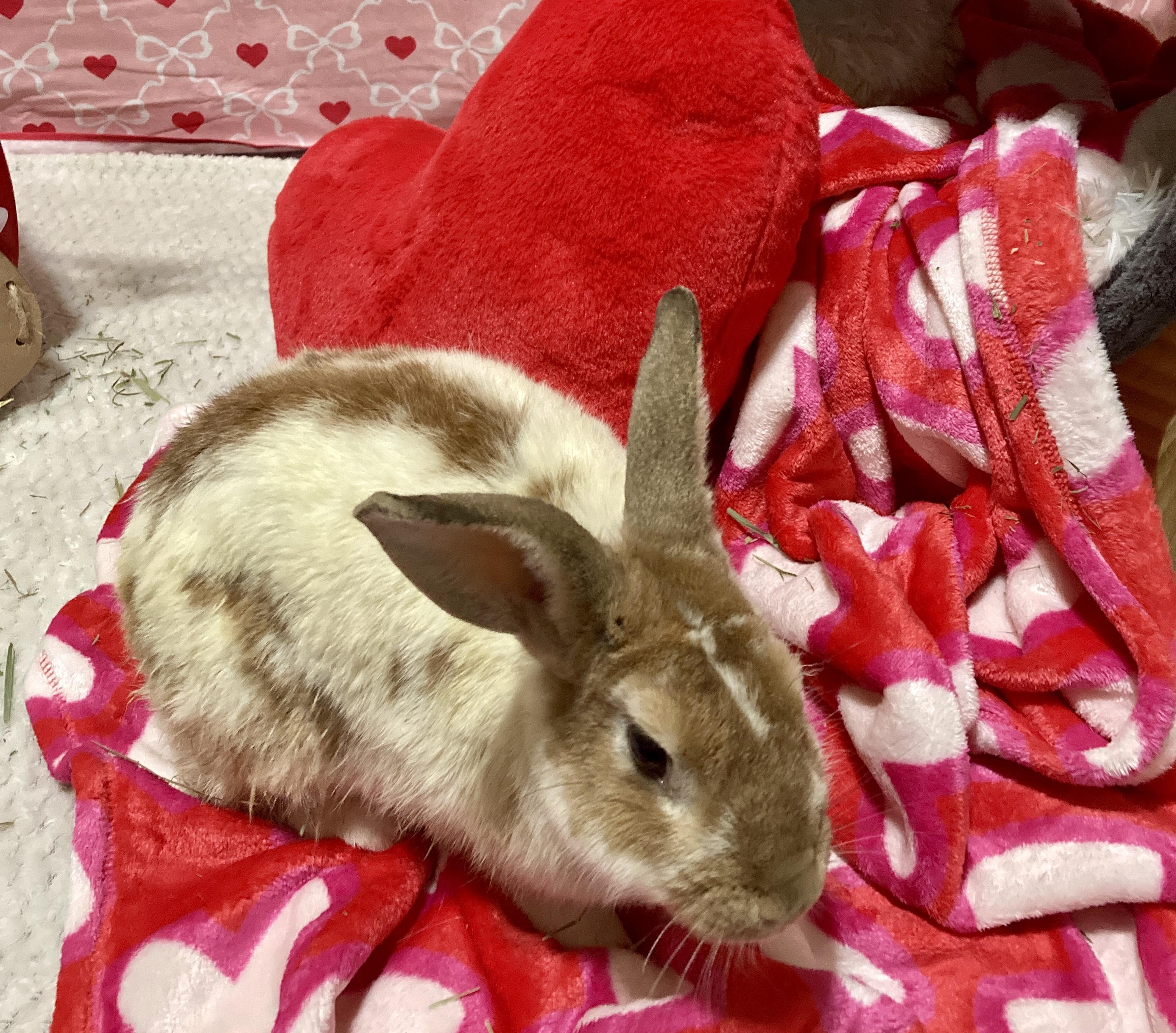 Enlarge Barbara, a Adoptable mixed breed in Little Rock, AR image 2/6