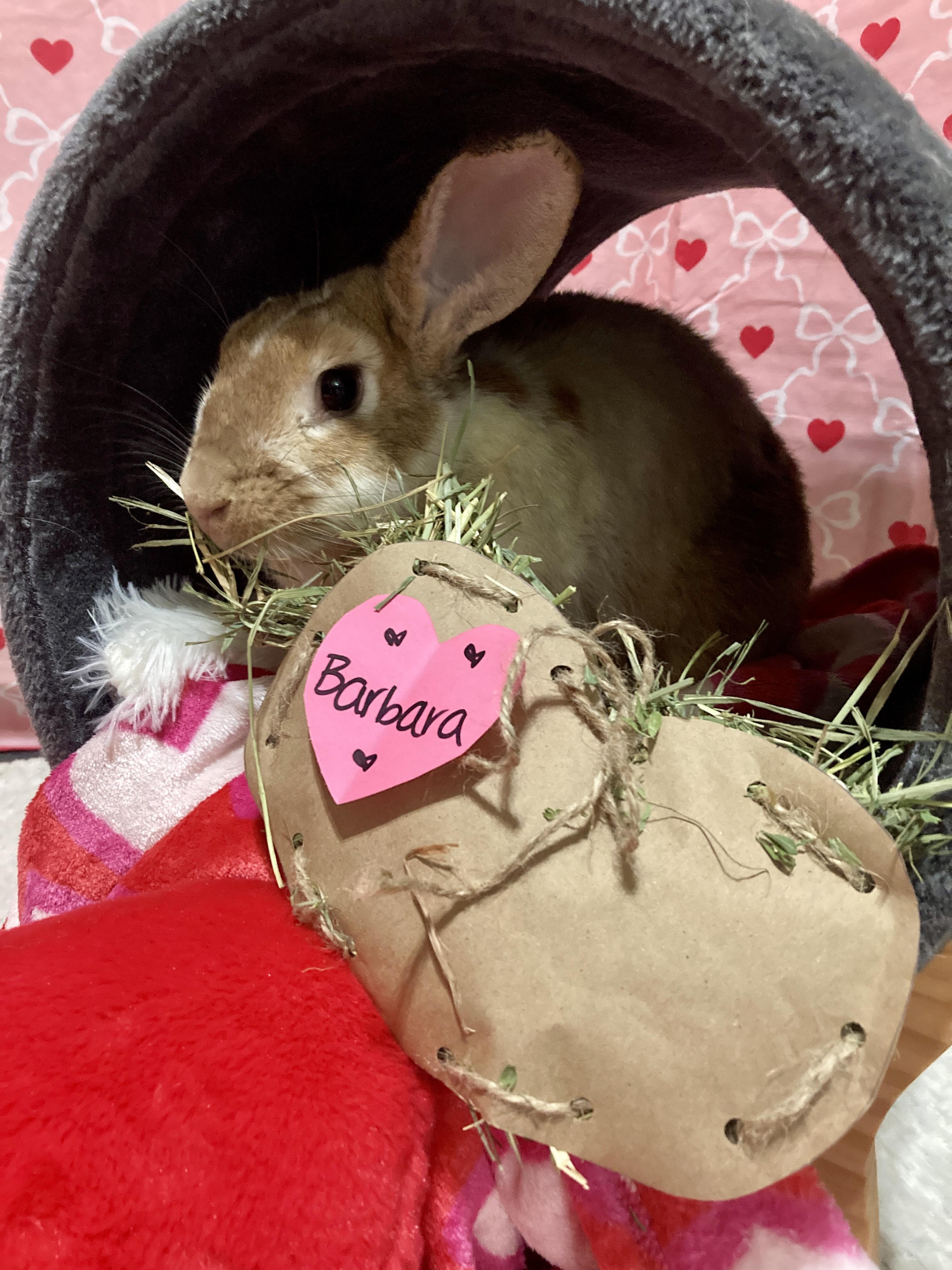 Enlarge Barbara, a Adoptable mixed breed in Little Rock, AR image 4/6