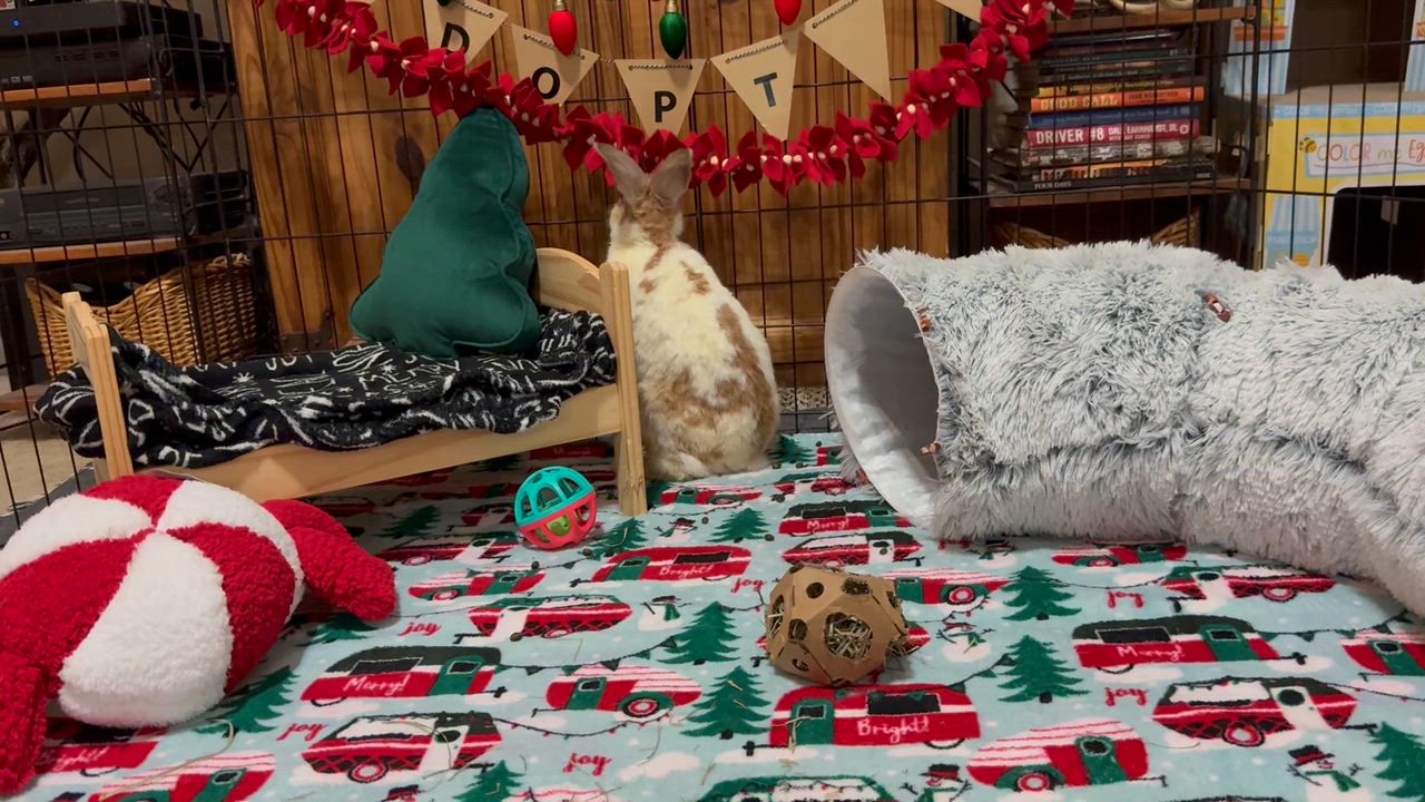 Enlarge Barbara, a Adoptable mixed breed in Little Rock, AR video 5/5