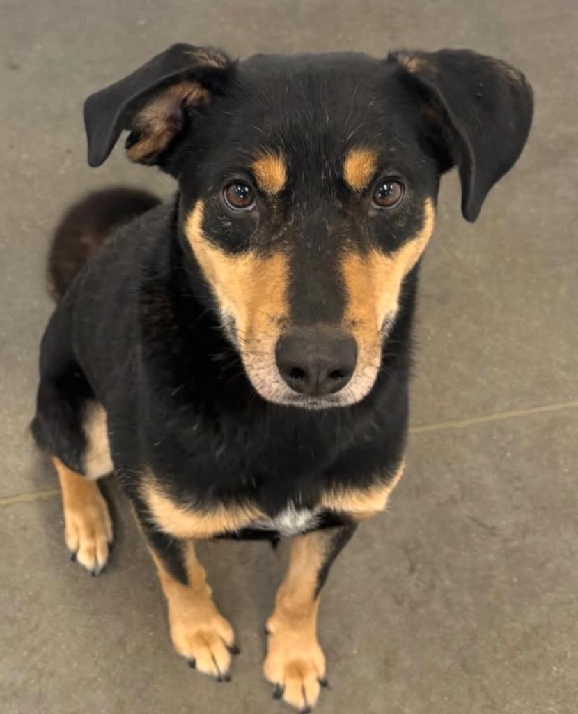 Furok, Adoptable, Adult Male Shepherd.