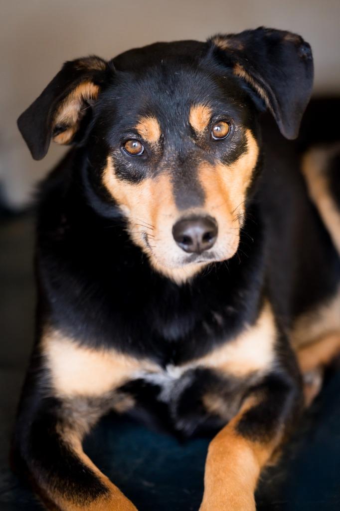 Enlarge Furok, a Adoptable mixed breed in Fort Lupton, CO image 2/3