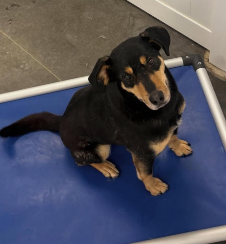 Furok, a Adoptable mixed breed in Fort Lupton, CO image 3/4