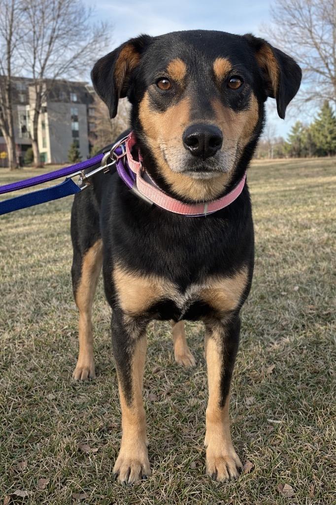 Enlarge Furok, a Adoptable mixed breed in Fort Lupton, CO image 3/3