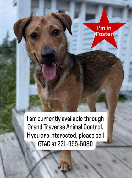 Enlarge Sage 4036, a Adoptable mixed breed in Traverse City, MI image 1/1