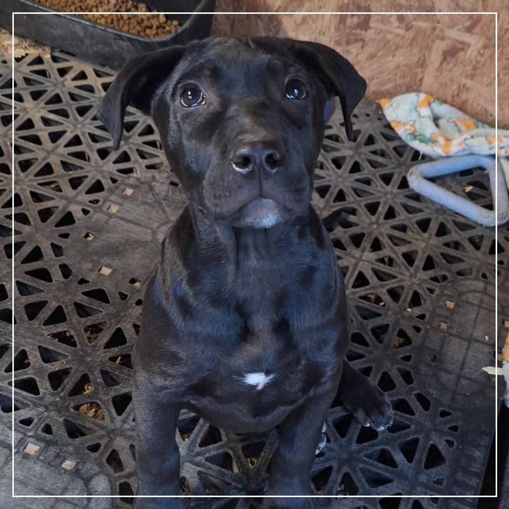 Payton, Adoptable, Puppy Male Labrador Retriever & Mixed Breed.