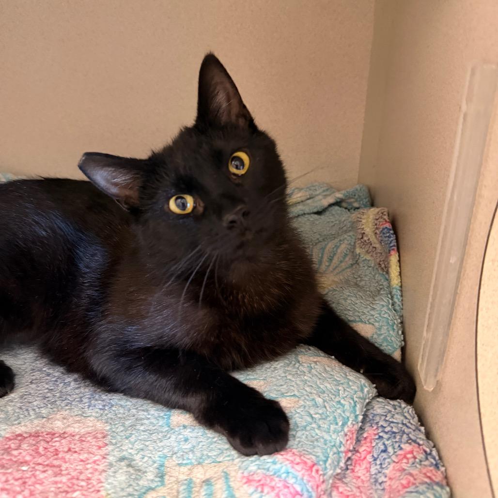 Burrows, Adoptable, Young Female Domestic Short Hair.