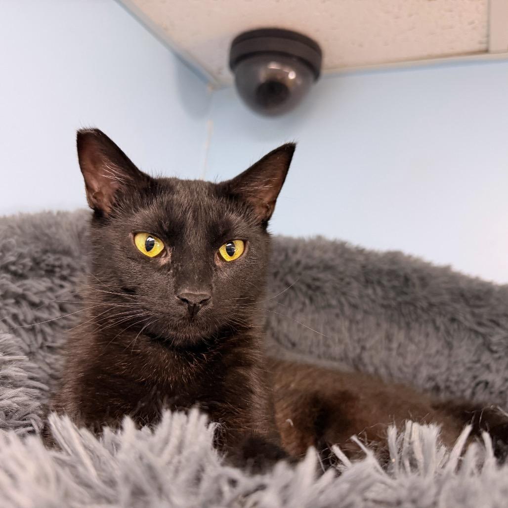 Enlarge Burrows, a Adoptable Domestic Short Hair in Pagosa Springs, CO image 2/4