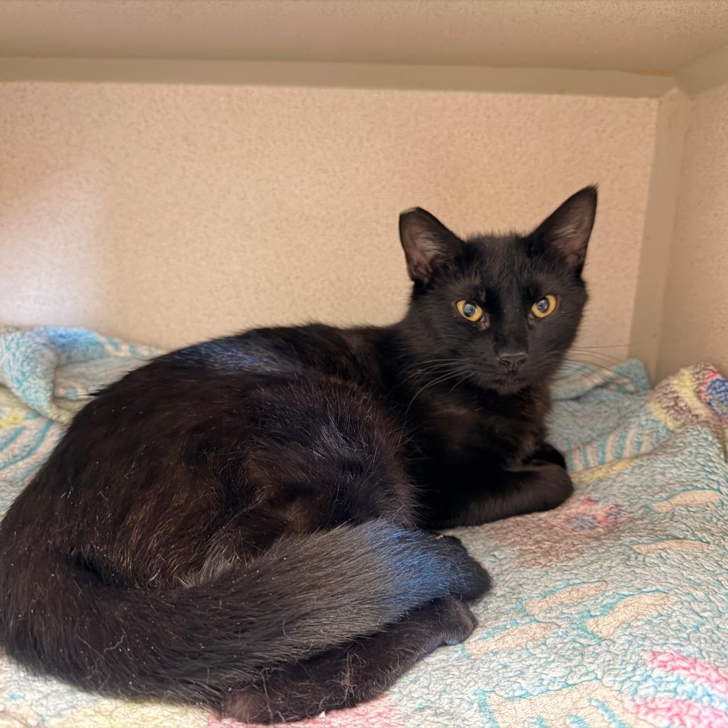 Enlarge Burrows, a Adoptable Domestic Short Hair in Pagosa Springs, CO image 2/3