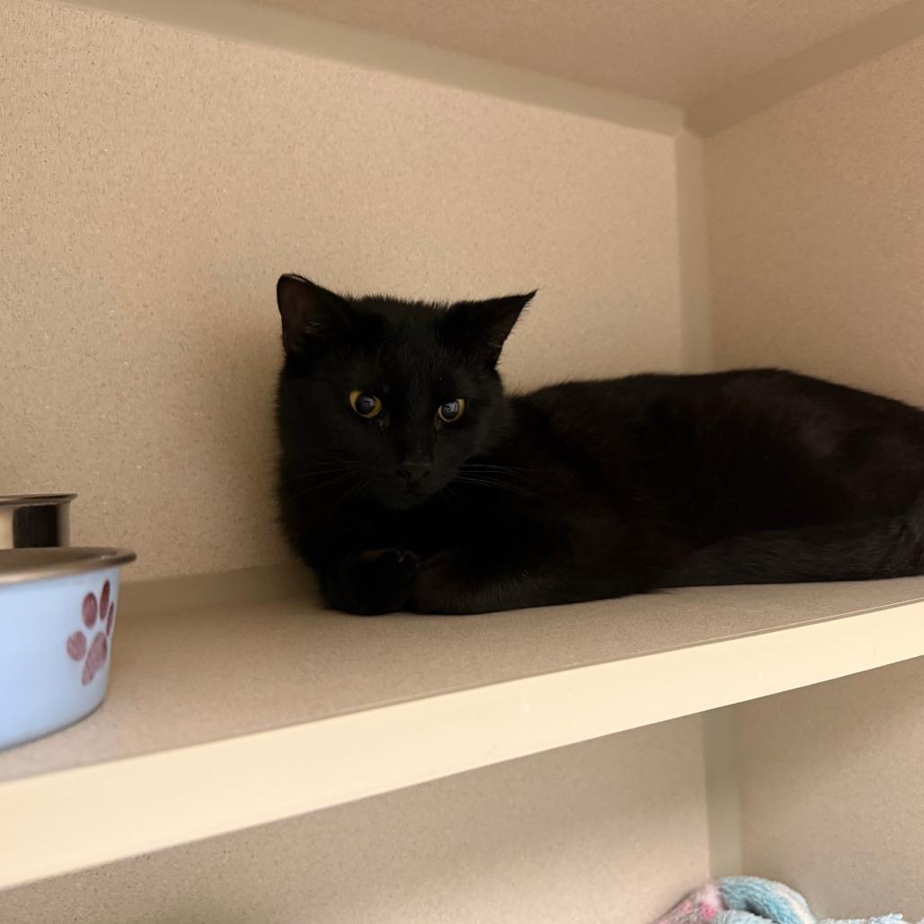 Enlarge Burrows, a Adoptable Domestic Short Hair in Pagosa Springs, CO image 3/3