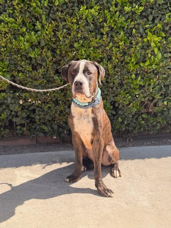 Moose, Adoptable, Adult Male Mastiff.