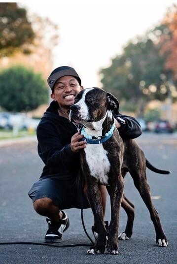 Enlarge Moose, a Adoptable Mastiff in Manhattan Beach, CA image 3/6
