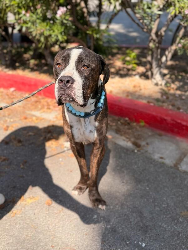 Moose, a Adoptable Mastiff in Manhattan Beach, CA image 3/6