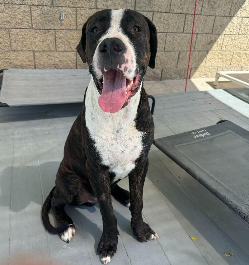 Enlarge Moose, a Adoptable Mastiff in Manhattan Beach, CA image 4/6