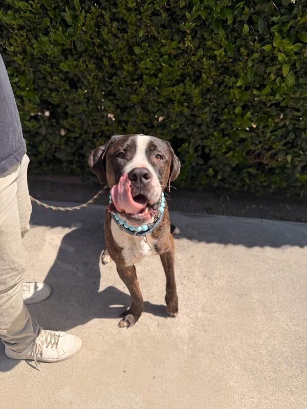 Moose, a Adoptable Mastiff in Manhattan Beach, CA image 4/6