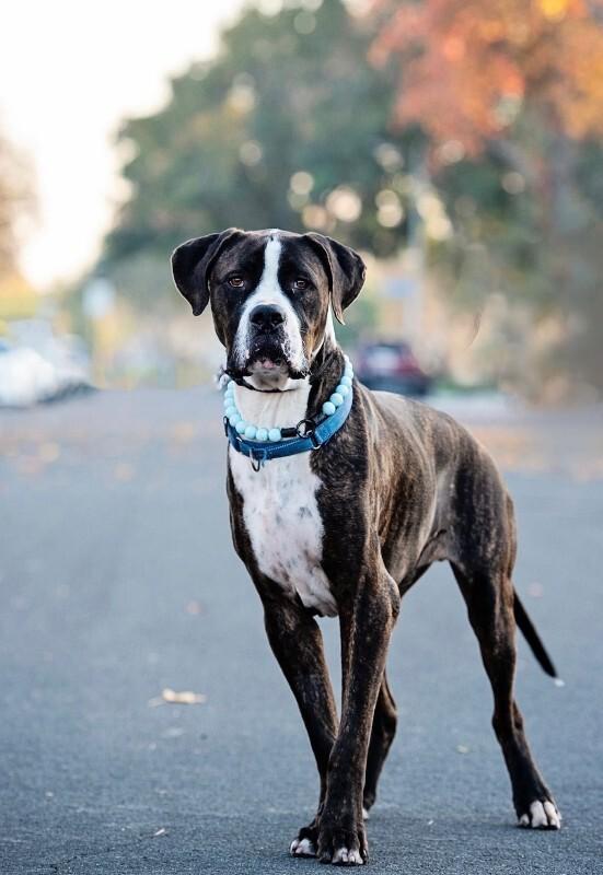 Enlarge Moose, a Adoptable Mastiff in Manhattan Beach, CA image 5/6