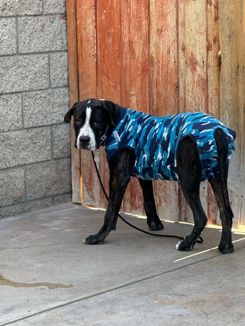 Enlarge Moose, a Adoptable Mastiff in Manhattan Beach, CA image 6/6