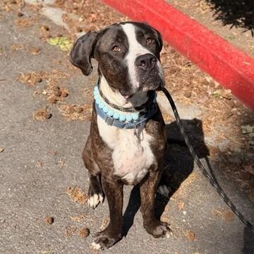 Moose, a Adoptable Mastiff in Manhattan Beach, CA image 6/6