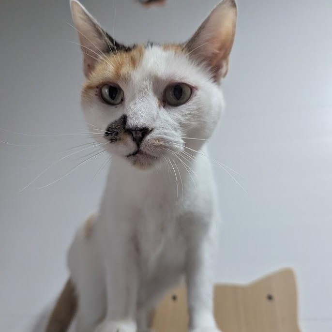 Enlarge Princess Leia, a Adoptable American Shorthair in Blue Earth, MN image 2/3