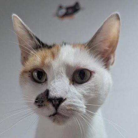 Enlarge Princess Leia, a Adoptable American Shorthair in Blue Earth, MN image 1/3