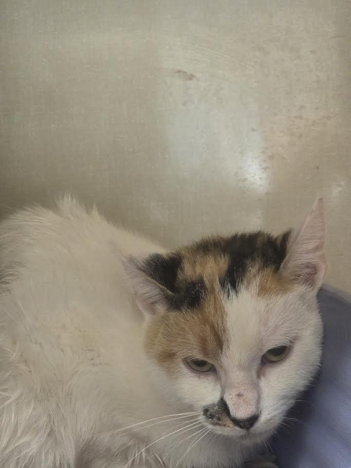 Enlarge Princess Laya, a ADOPTABLE American Shorthair in Blue Earth, MN image 1/1