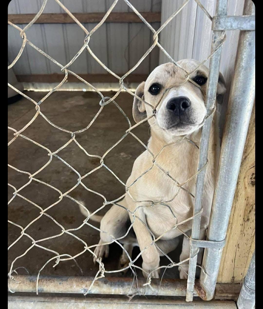 Enlarge Marty, a ADOPTABLE mixed breed in Union Grove, WI image 4/4