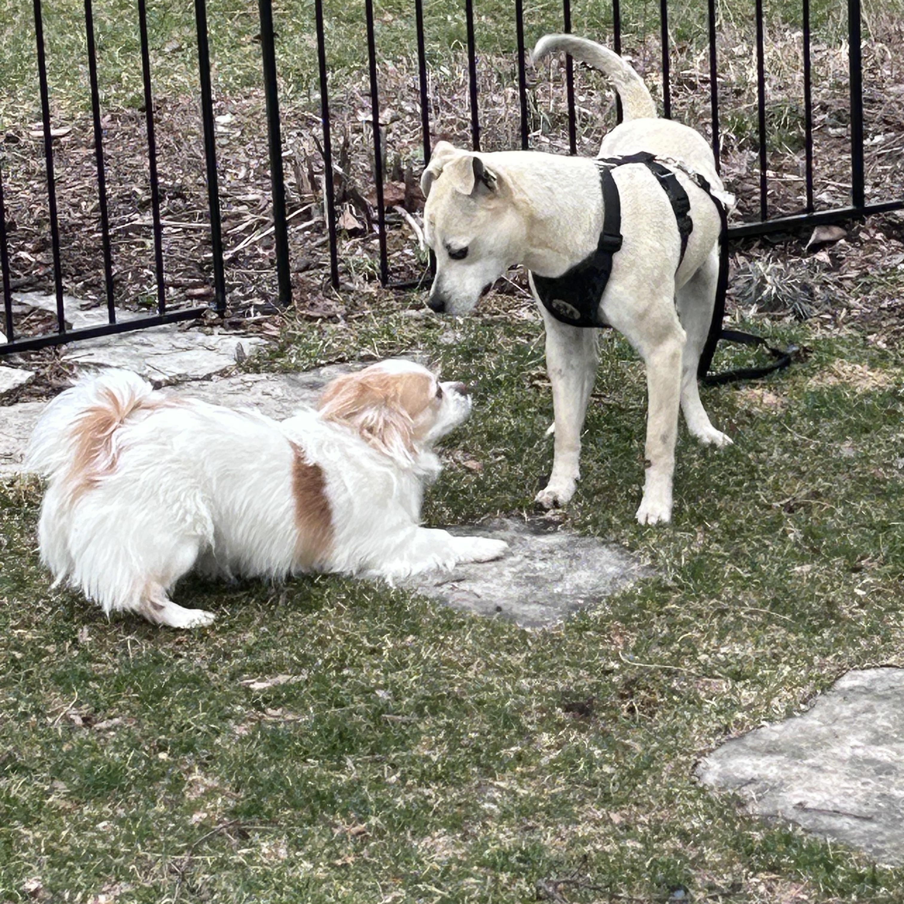Enlarge Marty, a ADOPTABLE mixed breed in Union Grove, WI image 3/4