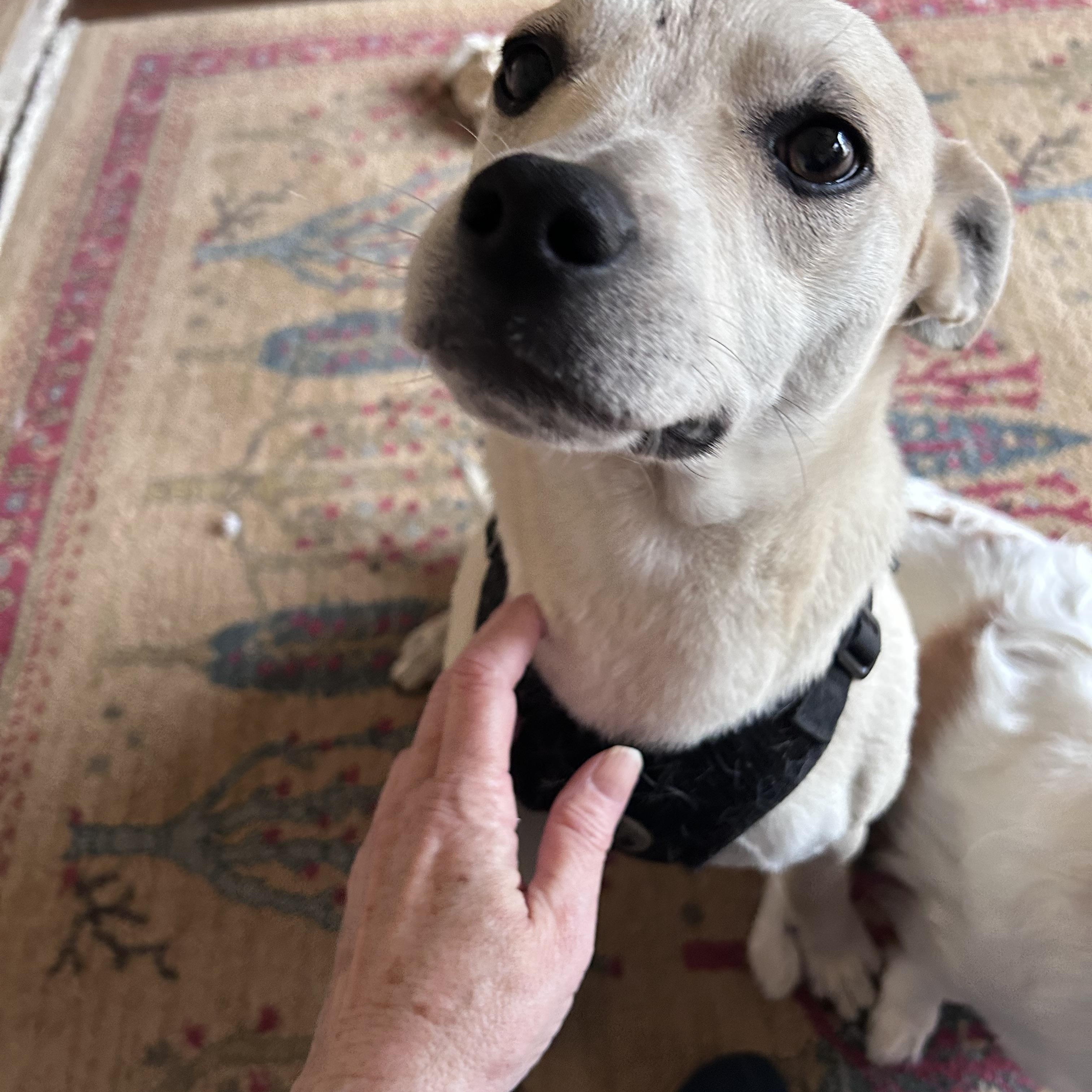 Enlarge Marty, a ADOPTABLE mixed breed in Union Grove, WI image 2/4