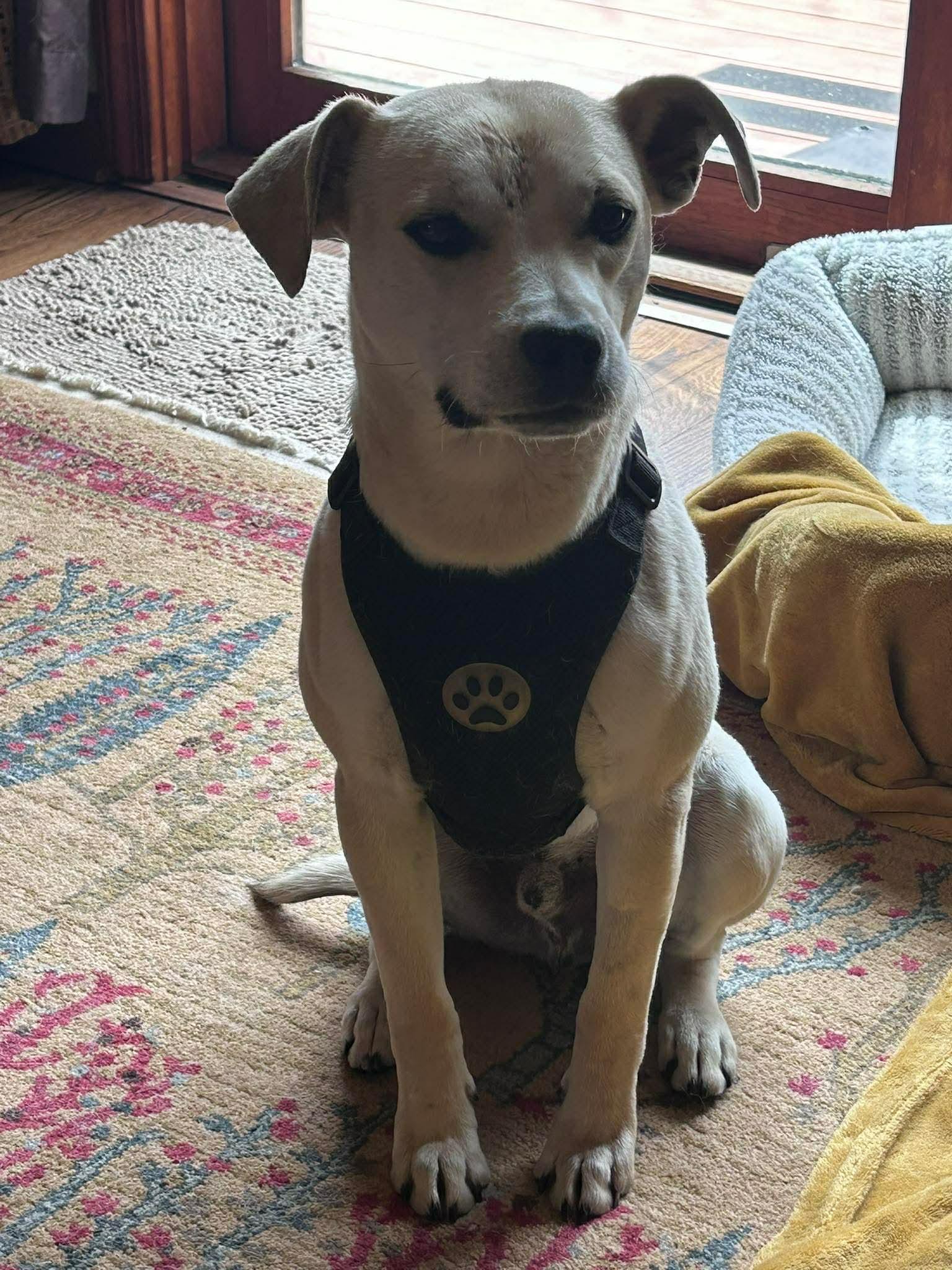 Marty, ADOPTABLE, Young Male Labrador Retriever.