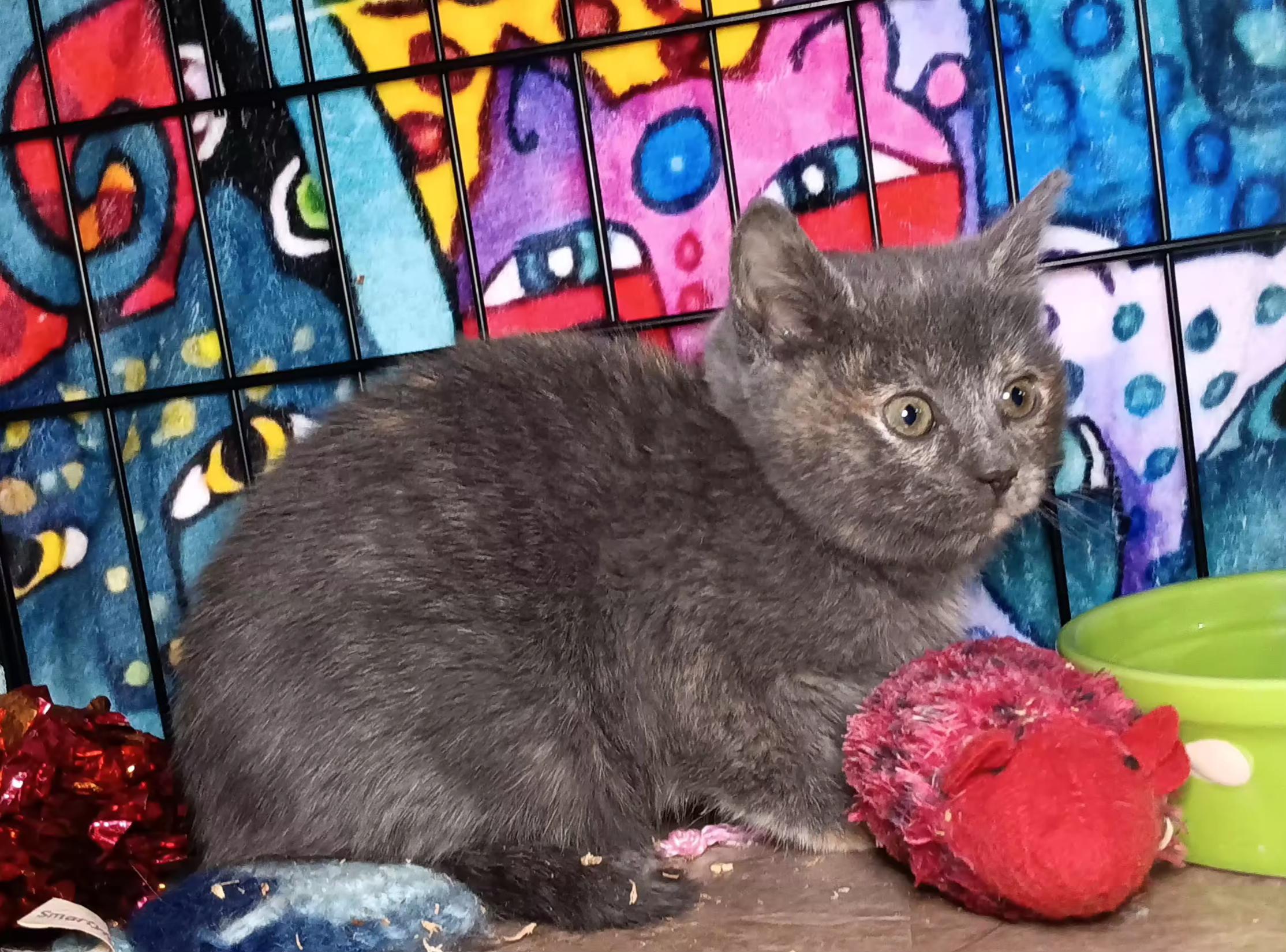 Enlarge Cinnabun, a ADOPTABLE Domestic Short Hair in Bethpage, NY image 2/2