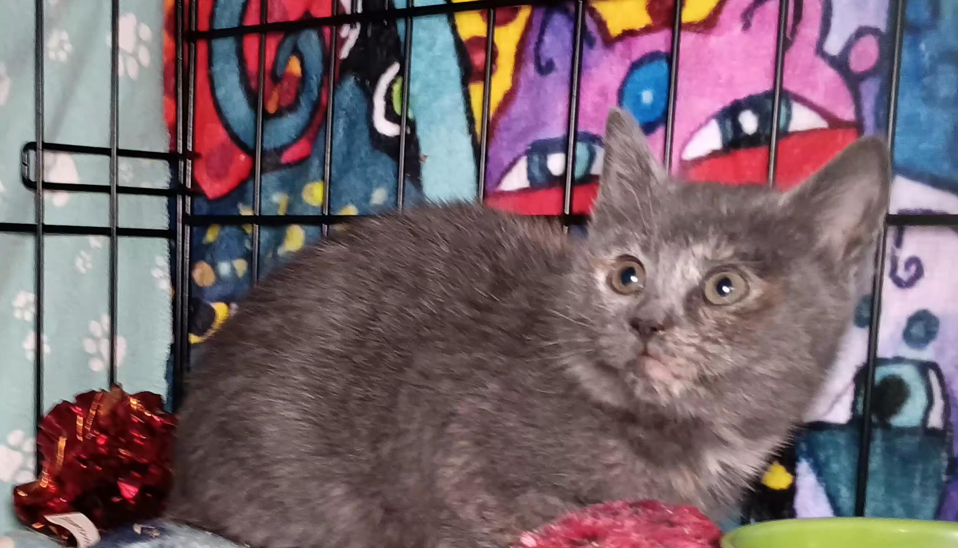 Cinnabun, ADOPTABLE, Kitten Female Domestic Short Hair.