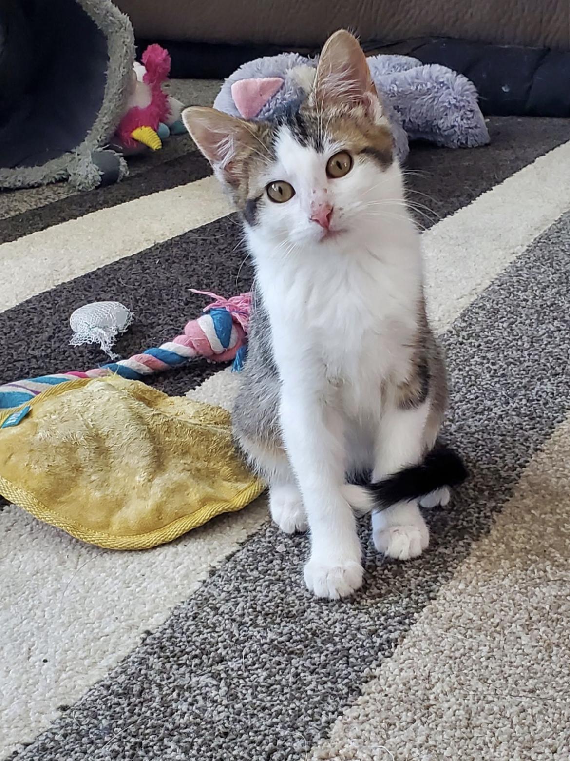 Pico, a Adoptable Domestic Short Hair in Manhattan, KS image 6/6