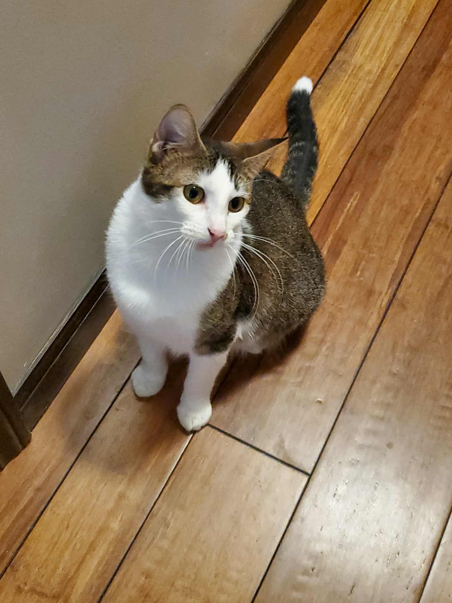 Pico, an adoptable Domestic Short Hair in Manhattan, KS, 66505 | Photo Image 3