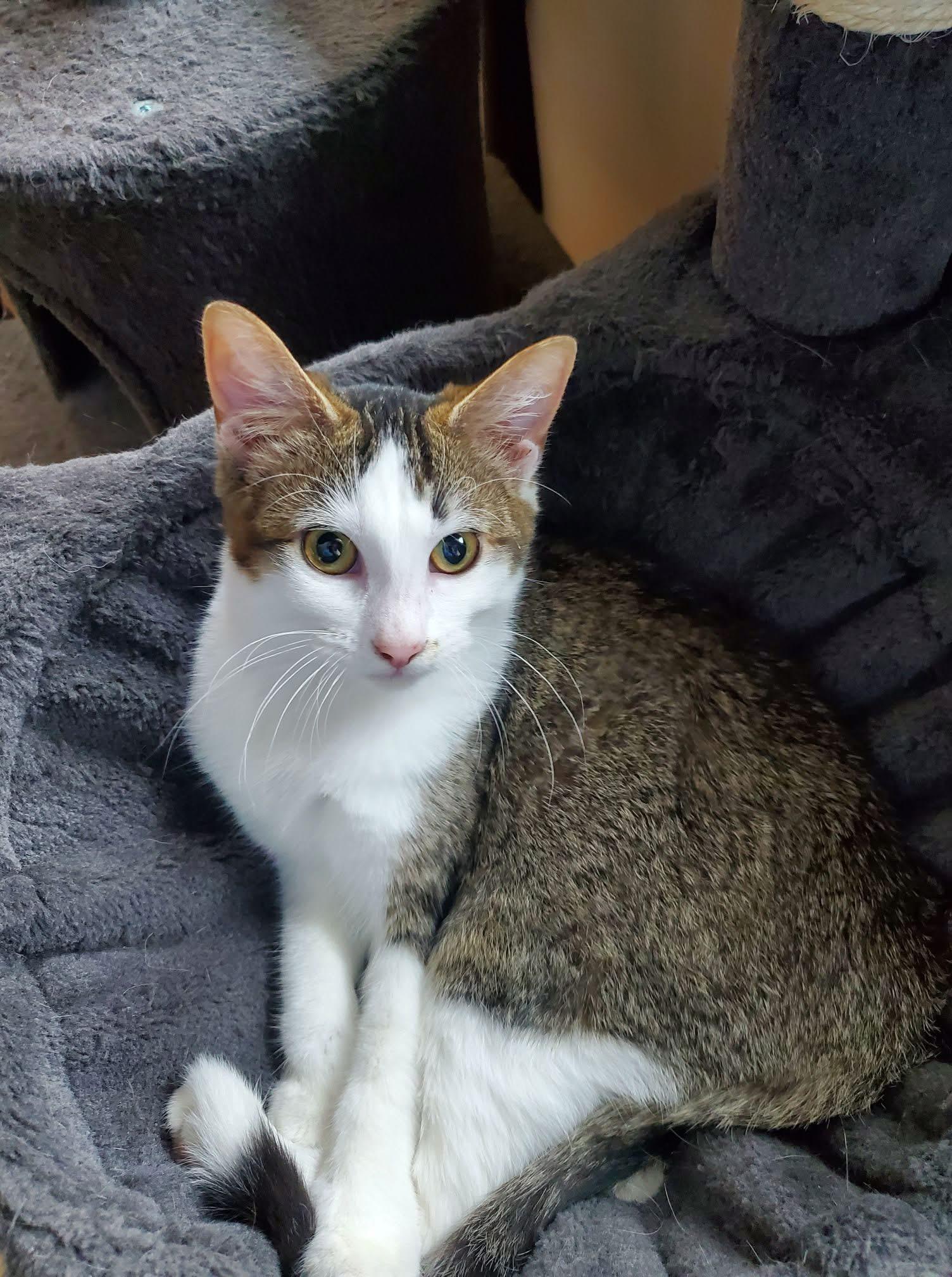 Pico, a Adoptable Domestic Short Hair in Manhattan, KS image 5/6