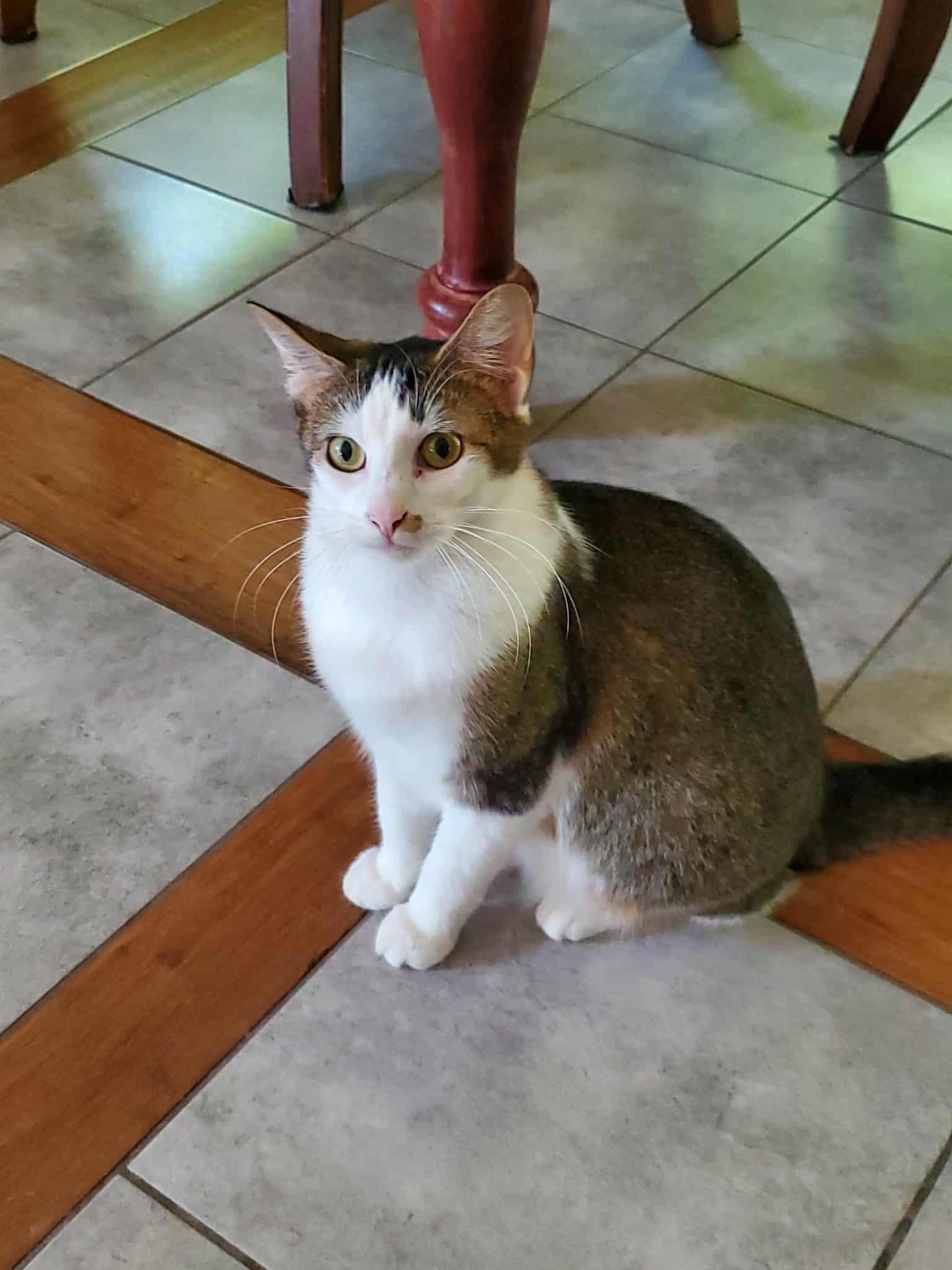 Pico, Adoptable, Young Female Domestic Short Hair.