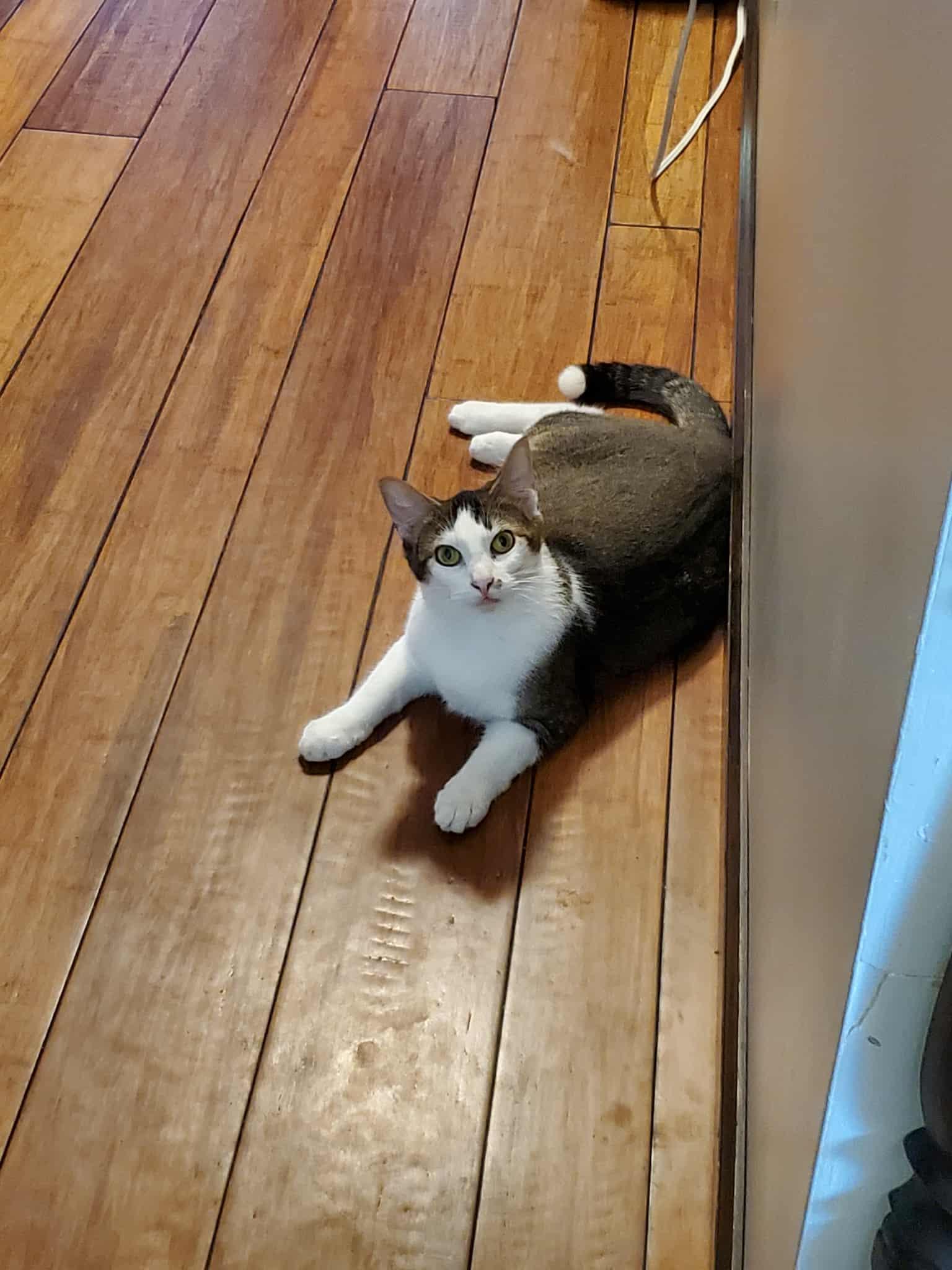 Pico, an adoptable Domestic Short Hair in Manhattan, KS, 66505 | Photo Image 5