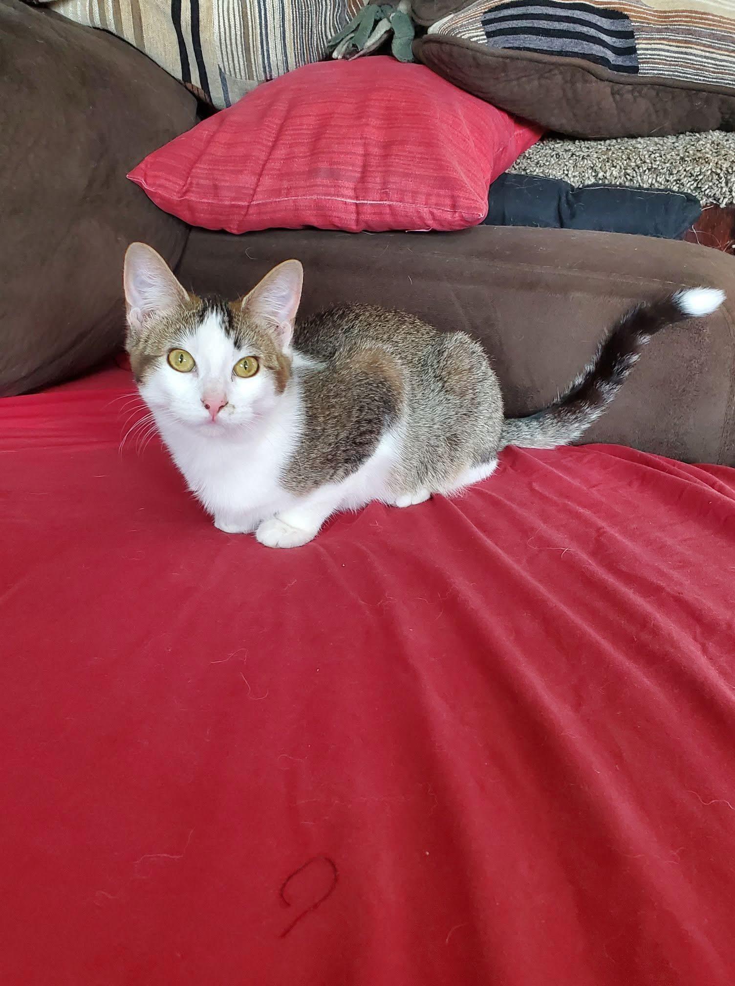 Pico, Adoptable, Young Female Domestic Short Hair.