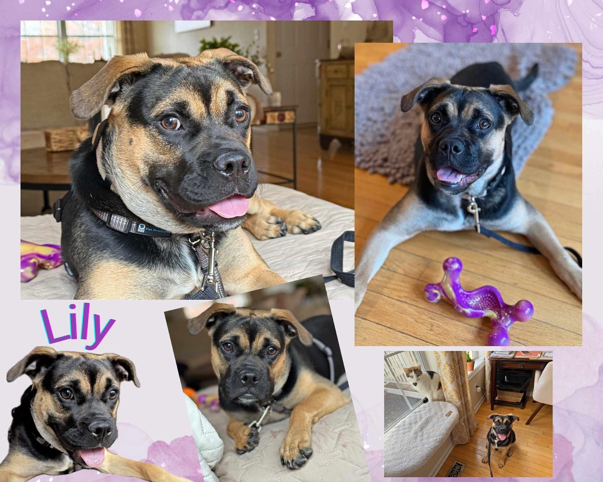 Enlarge Lily, a ADOPTABLE mixed breed in Ringwood, NJ image 1/1