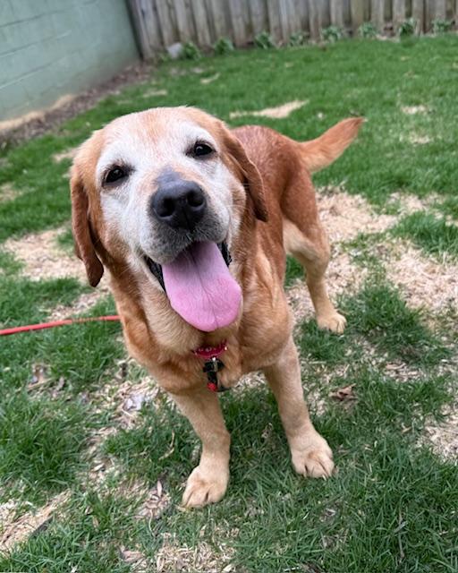 Enlarge Rue, a Adoptable Labrador Retriever in Indianapolis, IN image 3/6