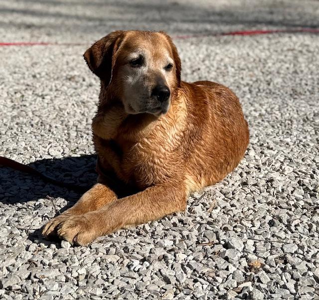 Rue, Adoptable, Adult Female Labrador Retriever.