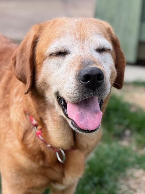 Enlarge Rue, a Adoptable Labrador Retriever in Indianapolis, IN image 5/6