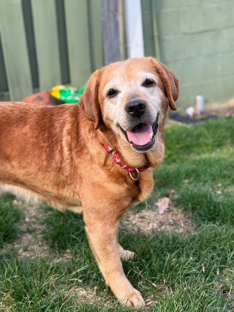 Enlarge Rue, a Adoptable Labrador Retriever in Indianapolis, IN image 2/6